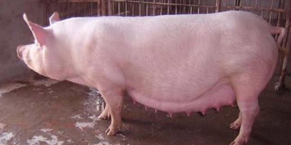 母豬假懷孕是什么癥狀