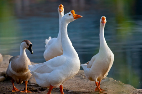 e8715d3b83a0b0f42fb4e4632f37499 e8715d3b83a0b0f42fb4e4632f37499