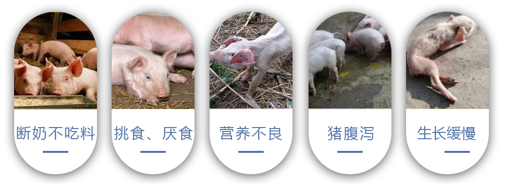 養殖中常見的問題