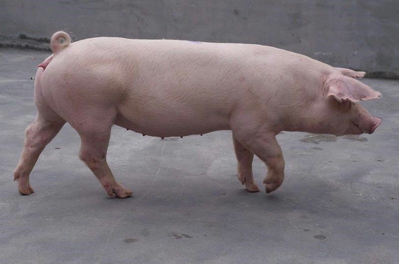 仔豬副傷寒剖解