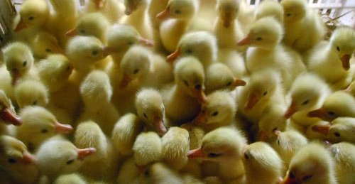 大養殖廠如何飼養1-3天小雛鵝