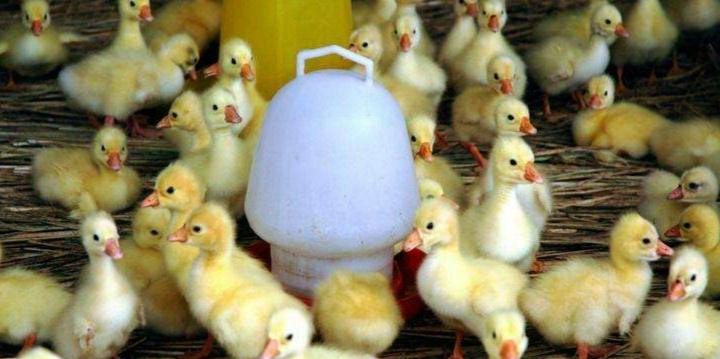 大養殖廠如何飼養1-3天小雛鵝