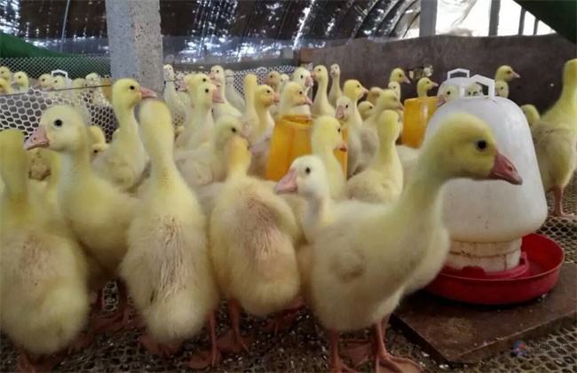 雛鵝前10天的飼養(yǎng)管理技術(shù)