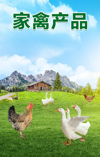 家禽產品