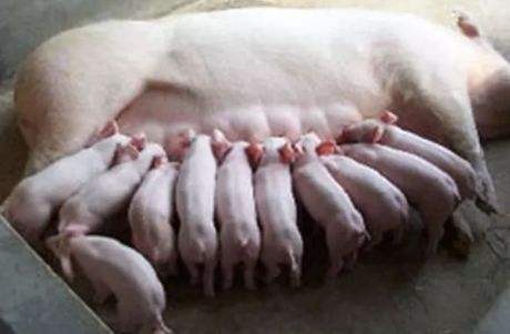 冬天小豬仔怎么保暖