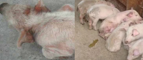 豬場驅(qū)蟲方法