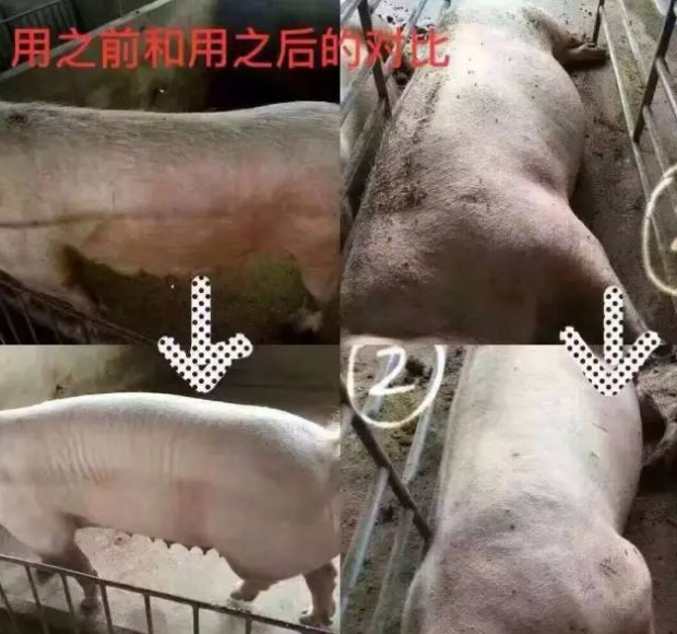 豬場驅(qū)蟲方法