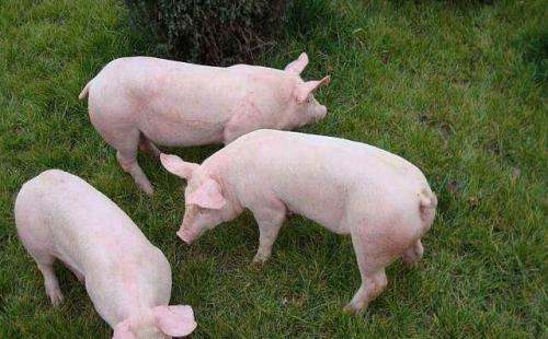 1952035-405f0c510f0ea853aa83f8862f9c478a 1952035-405f0c510f0ea853aa83f8862f9c478a