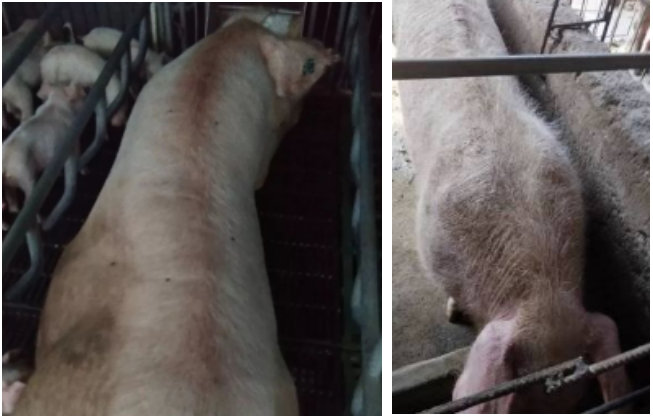 QQ截圖20210730142842