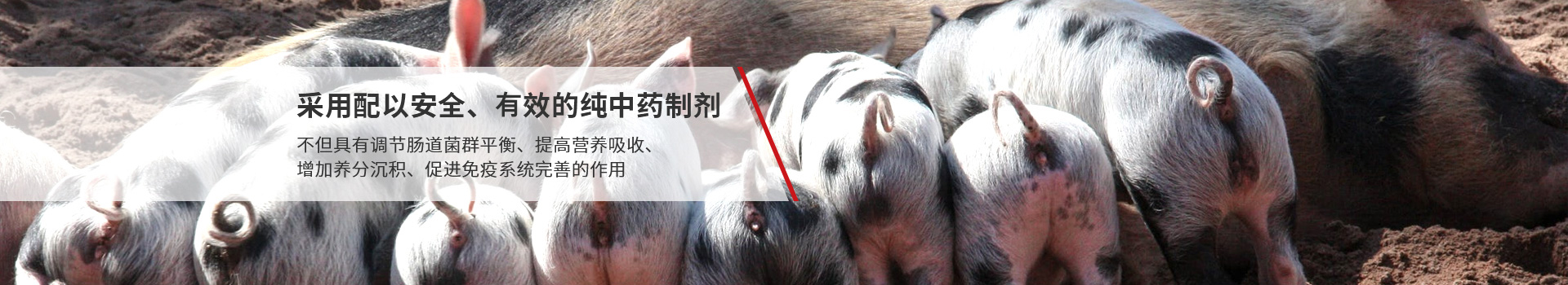 豬藥采用配以安全、高效的純中藥制劑