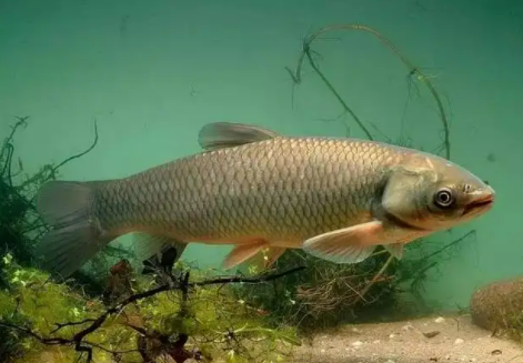 草魚 (2) 草魚 (2)