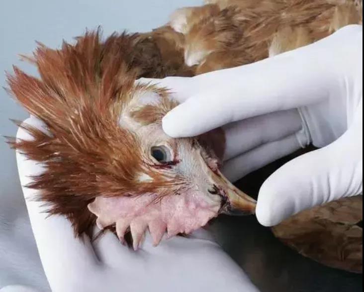 冷應激引起的雞呼吸道