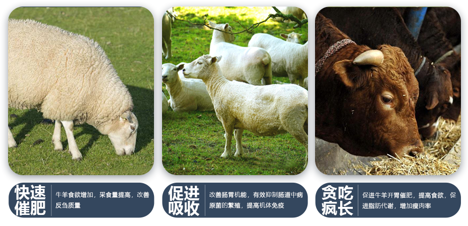 牛羊飼料添加劑牛羊膘得壯產(chǎn)品功效
