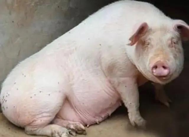 母豬產(chǎn)前不吃