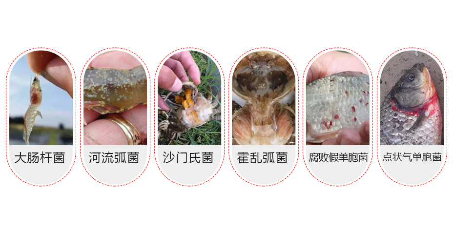 水產養殖中的常見問題