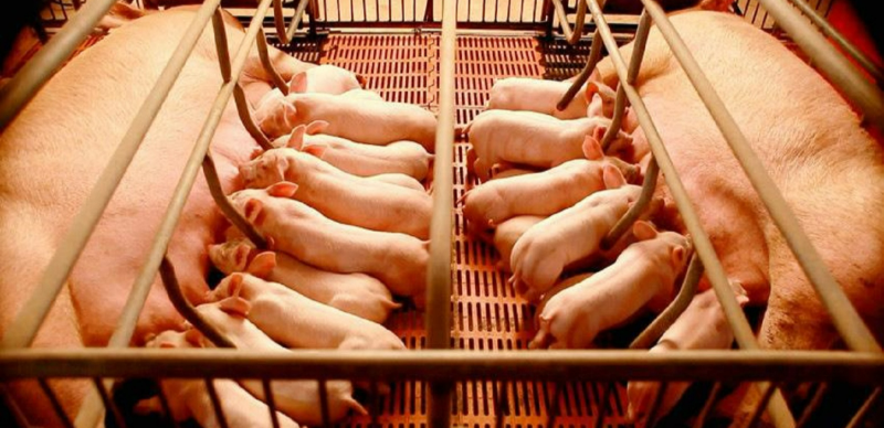 豬場產仔率低原因