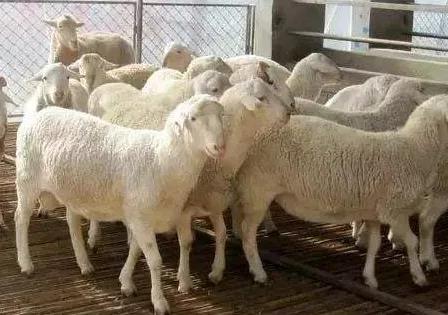 羊驅蟲的正確方法