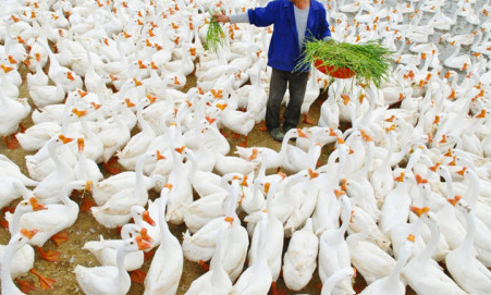 鴨鵝養(yǎng)殖技術