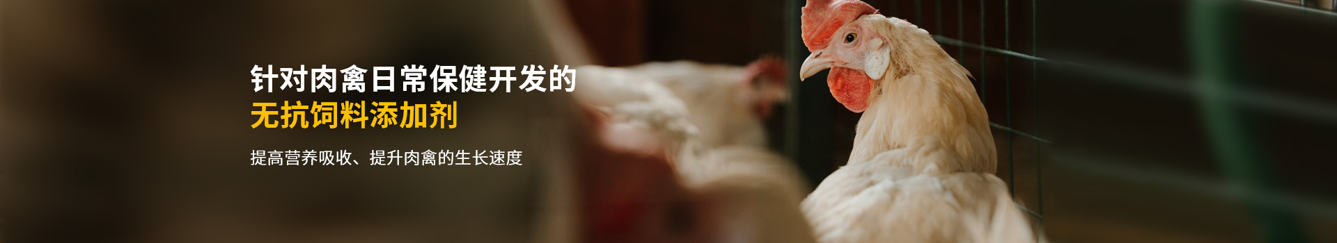 針對肉禽日常保健開發的無抗飼料添加劑