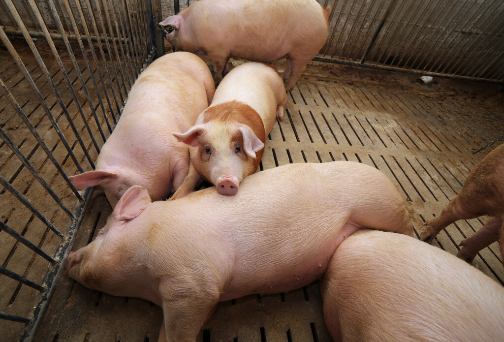 正確認(rèn)識非洲豬瘟，不要被輿論嚇到