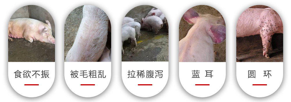 雙抗王能解決的問題