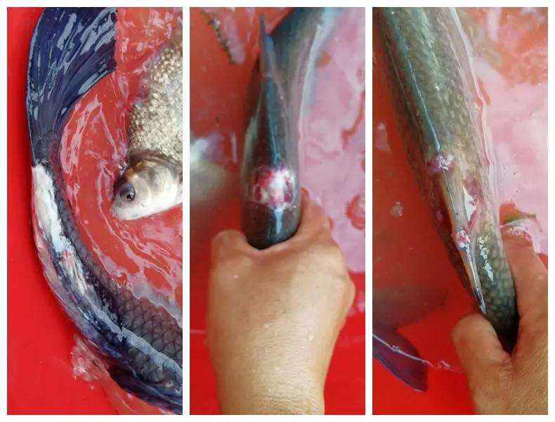 魚爛身怎么辦？