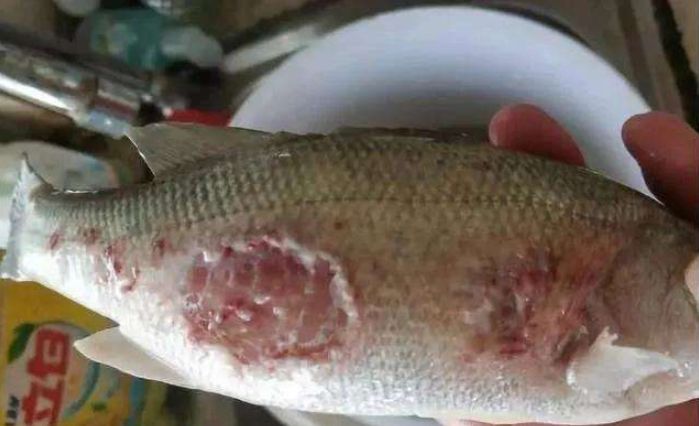 魚爛身怎么辦