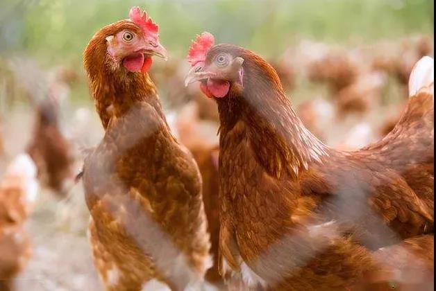 霉菌感染引起雞肝臟有白點(diǎn)