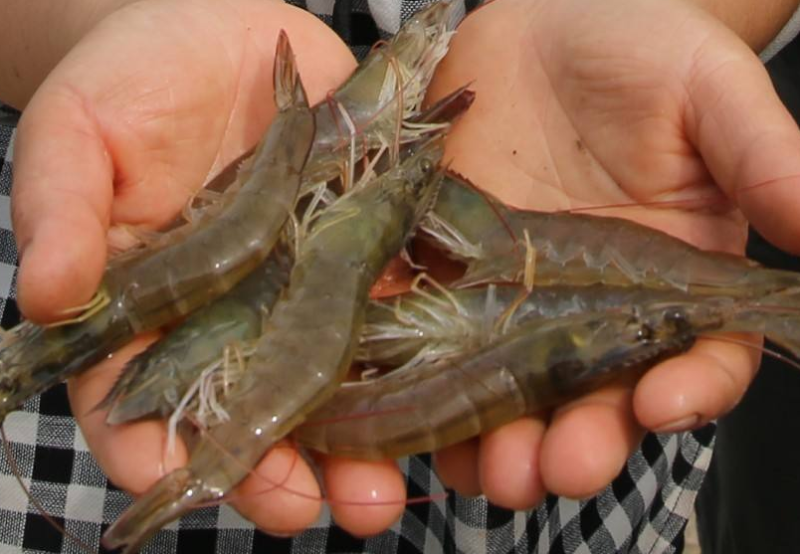 南美白對蝦養殖 南美白對蝦養殖