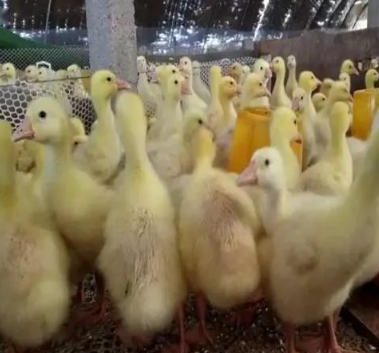 雛鵝痛風(fēng)水禽養(yǎng)殖