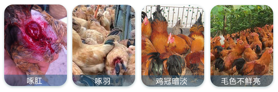 禽類養殖中常見的問題