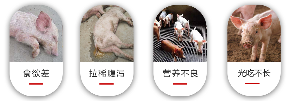 產(chǎn)房仔豬常見問題