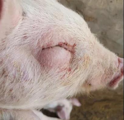 仔豬感染大腸桿菌