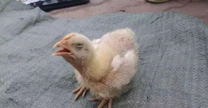 秋冬季雞怪叫伸頸喘氣原因