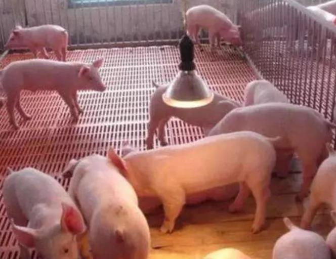 保育豬養殖知識