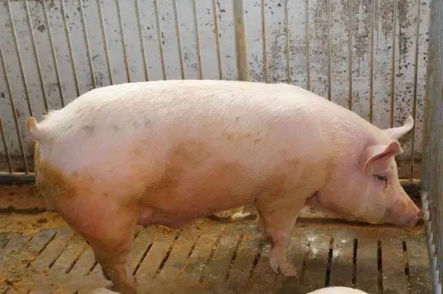 母豬保健飼料添加劑