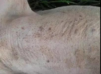 豬保健飼料添加劑