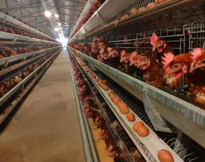 降溫導(dǎo)致的冷應(yīng)激