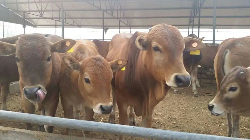 架子牛養殖